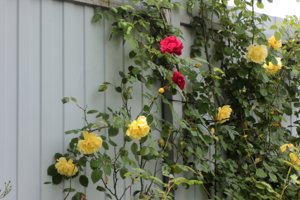 IMG_7798.JPG