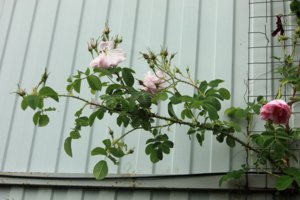 IMG_7802.JPG