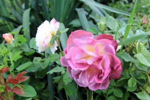 IMG_7815.JPG