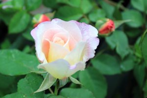 IMG_7816.JPG