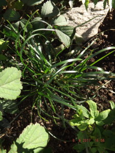 2017.09.08.Сеслерия черноцветковая. Sesleria heufleriana._ DSCF3037.JPG