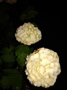 IMG_20190521_224541.jpg