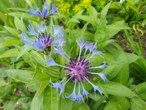 IMG_20190521_183531.jpg