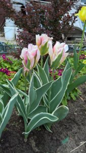 WP_20190522_13_30_48_Pro_LI.jpg