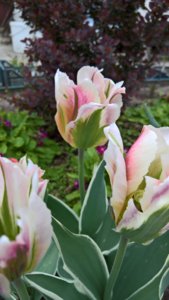 WP_20190522_13_31_01_Pro_LI.jpg