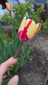 WP_20190522_13_31_31_Pro_LI.jpg