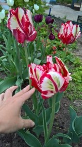 WP_20190522_13_32_46_Pro_LI.jpg