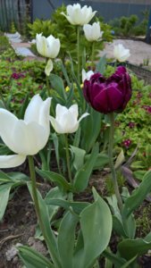 WP_20190522_13_33_07_Pro_LI.jpg