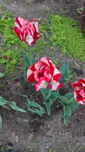 WP_20190522_13_33_36_Pro_LI.jpg