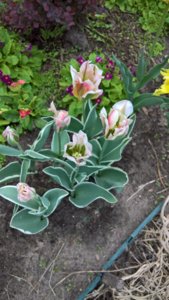 WP_20190522_13_33_46_Pro_LI.jpg