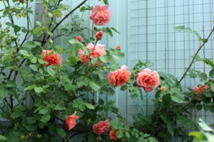 IMG_7836.JPG