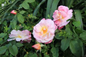 IMG_7838.JPG