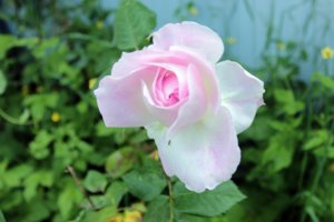 IMG_7846.JPG