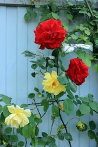IMG_7848.JPG