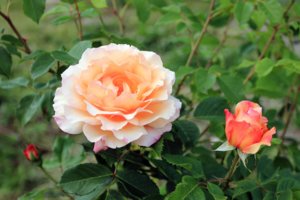 IMG_7851.JPG