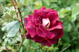 IMG_7853.JPG