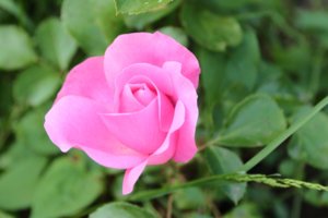 IMG_7854.JPG
