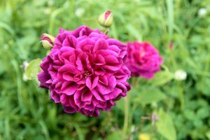 IMG_7857.JPG