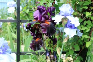 IMG_7827.JPG