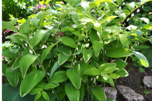 купена.jpg