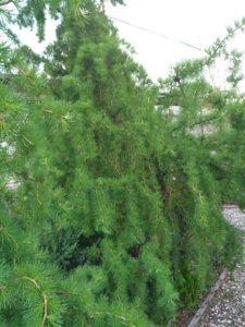 IMG_20190512_175947.jpg