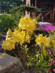20190524_180601.jpg