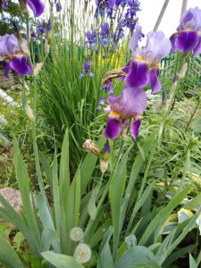 IMG_20190525_104813.jpg