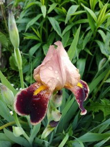 IMG_20190525_104730.jpg