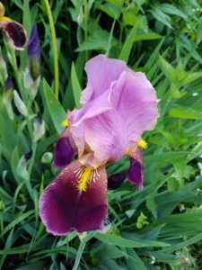 IMG_20190525_104726.jpg