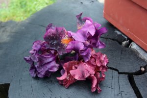 IMG_7948.JPG