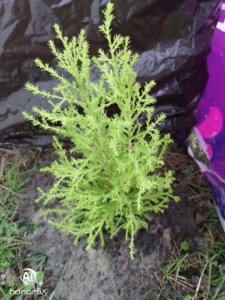 IMG-20190527-WA0001.jpg
