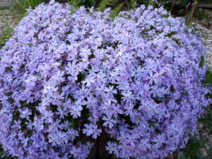 IMG_20190521_200931.jpg