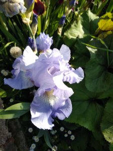 IMG_20190530_181904.jpg