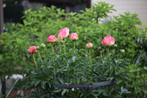 IMG_5781.JPG