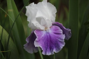 IMG_5771.JPG