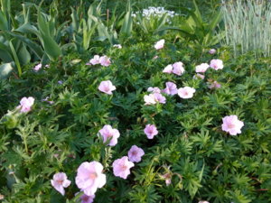 IMG_20190531_185714.jpg