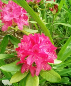IMG_20190602_165410_1.jpg