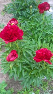 WP_20190603_13_01_34_Pro_LI.jpg