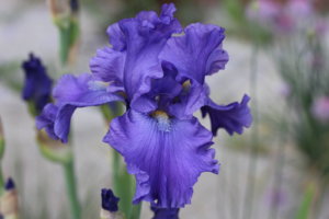 IMG_5825.JPG