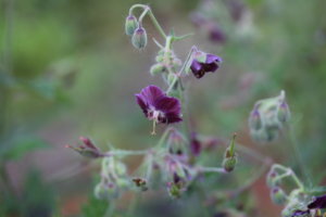 IMG_5888.JPG