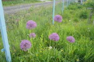 DSC03362.JPG
