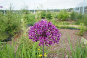 DSC03358.JPG