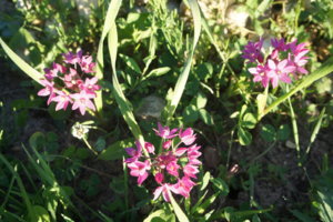DSC03506.JPG