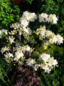 20190606_073244.jpg