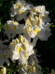20190606_073306.jpg