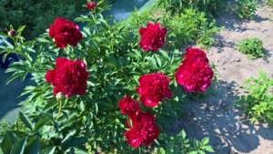 WP_20190605_15_15_52_Pro_LI.jpg