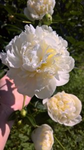 WP_20190607_08_55_33_Pro_LI.jpg