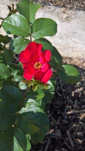 WP_20190607_08_43_24_Pro_LI.jpg