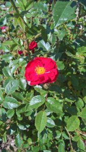 WP_20190607_08_51_13_Pro_LI.jpg