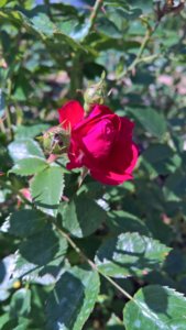 WP_20190607_08_51_50_Pro_LI.jpg